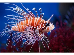 Aquaristik Gutscheine