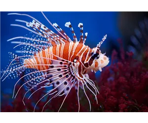 Aquaristik Gutscheine