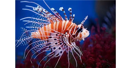 Aquaristik Gutscheine