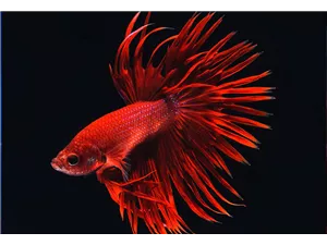 Aquaristik Gutscheine