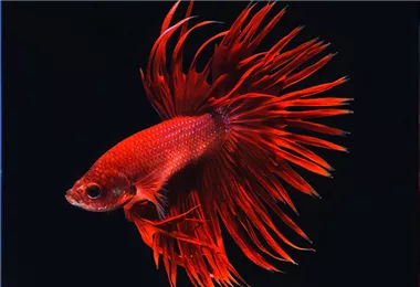 Aquaristik Gutscheine