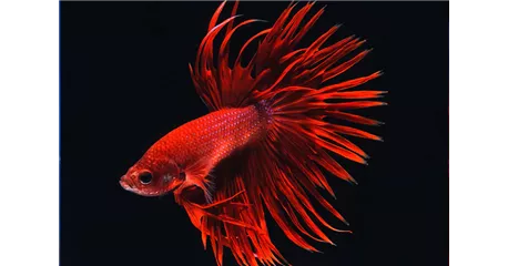 Aquaristik Gutscheine