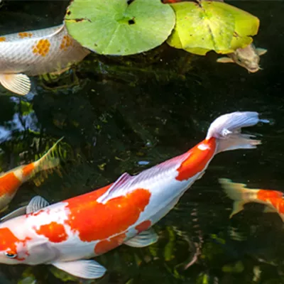 Koi krank? Meist stecken diese Ursachen dahinter