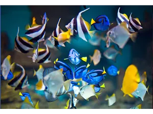 Aquaristik Gutscheine