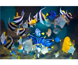 Aquaristik Gutscheine