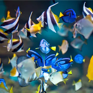 Aquaristik Gutscheine