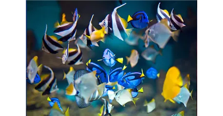 Aquaristik Gutscheine