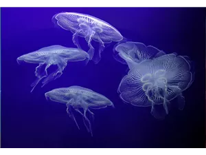 Aquaristik Gutscheine