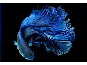 Aquaristik Gutscheine