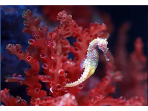 Aquaristik Gutscheine