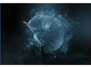 Aquaristik Gutscheine