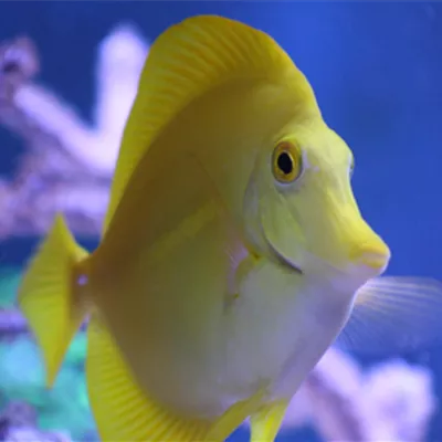 Meerwasserfische eingewöhnen: So fühlen sie sich schnell im Aquarium wohl