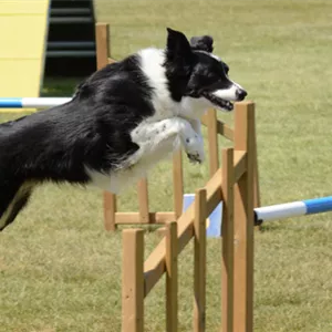 Agility: Passender Hundesport auch f&#252;r Deinen Vierbeiner?