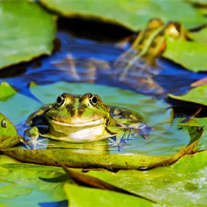 Amphibien im Gartenteich 