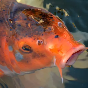 Das richtige Fischfutter 