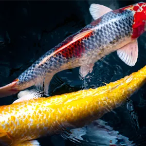 Der Koi – ein Juwel im Gartenteich