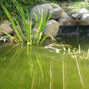 Algen im Gartenteich vermeiden 