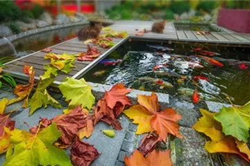Teich fit für Herbst und Winter