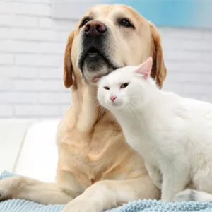 Aromatherapie f&#252;r Hund und Katze