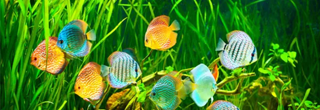 zum Süßwasseraquaristik-Shop