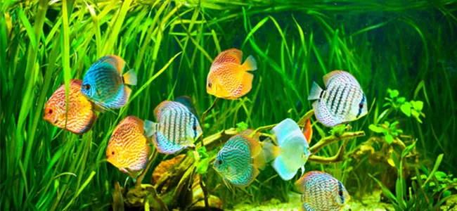 zum Süßwasseraquaristik-Shop