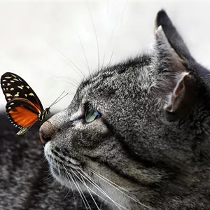 Hunde und Katzen Gutscheine