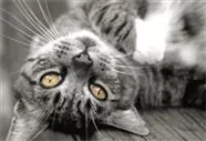Hunde und Katzen Gutscheine