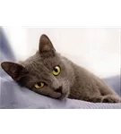Hunde und Katzen Gutscheine