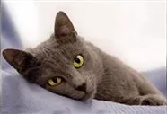 Hunde und Katzen Gutscheine