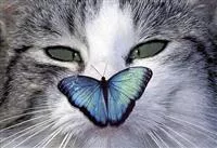 Hunde und Katzen Gutscheine