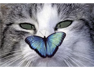  Hunde und Katzen Gutscheine