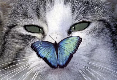 Hunde und Katzen Gutscheine