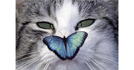 Hunde und Katzen Gutscheine