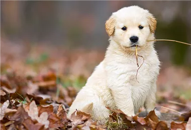 Hunde und Katzen Gutscheine