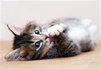 Hunde und Katzen Gutscheine