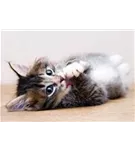 Hunde und Katzen Gutscheine