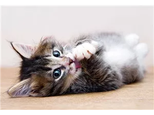  Hunde und Katzen Gutscheine