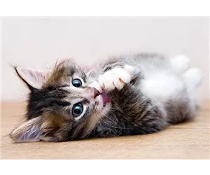  Hunde und Katzen Gutscheine