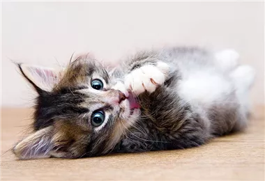 Hunde und Katzen Gutscheine