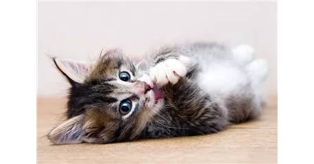 Hunde und Katzen Gutscheine