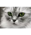 Hunde und Katzen Gutscheine