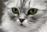 Hunde und Katzen Gutscheine