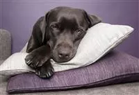 Hunde und Katzen Gutscheine