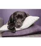 Hunde und Katzen Gutscheine