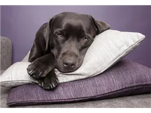  Hunde und Katzen Gutscheine