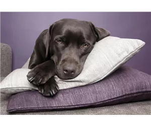  Hunde und Katzen Gutscheine