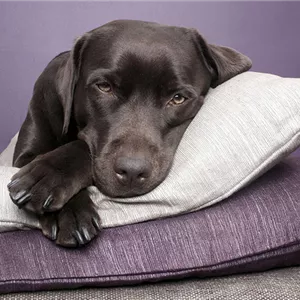 Hunde und Katzen Gutscheine