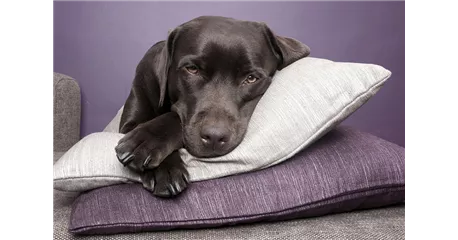 Hunde und Katzen Gutscheine