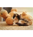 Hunde und Katzen Gutscheine