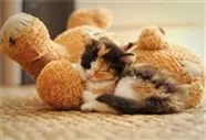 Hunde und Katzen Gutscheine